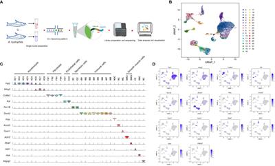 Single-nuclei RNA-seq reveals skin cell responses to Aeromonas hydrophila infection in Chinese longsnout catfish Leiocassis longirostris